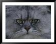 A Portrait Of A Persian Cat by Raul Touzon Limited Edition Print