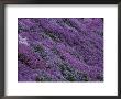 Springtime Phlox Brightens A Roadside Bank by George F. Mobley Limited Edition Print