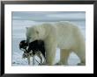 A Polar Bear (Ursus Maritimus) Snuggles Up To A Chained Husky by Norbert Rosing Limited Edition Print