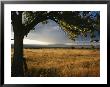 A Tree Frames A Golden Grassland And Rolling Hills Under A Stormy Sky by Raul Touzon Limited Edition Print