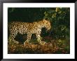 Picture Of A Patrolling Leopard Taken By A Camera Trap by Michael Nichols Limited Edition Pricing Art Print