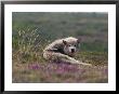 An Arctic Wolf Rests By Some Flowers by Paul Nicklen Limited Edition Print