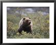 A Portrait Of A Grizzly Bear by Paul Nicklen Limited Edition Pricing Art Print