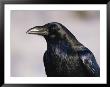 A Portrait Of A Blackbird by Paul Nicklen Limited Edition Print