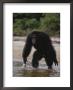 An Adult Chimpanzee Hoots Aggressively At Visitors by Michael Nichols Limited Edition Print
