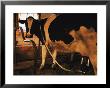 Dairy Cow Being Milked by Dick Durrance Limited Edition Print