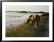 Chincoteague Ponies Graze On Marsh Grass by Al Petteway Limited Edition Print