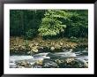 The Savage River Flows Swiftly Over Rocks In A Wooded Area by Skip Brown Limited Edition Print