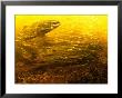 An Underwater View Of An Atlantic Salmon Swimming Through A School Of Small Fish by Bill Curtsinger Limited Edition Print