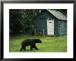 A Black Bear Looks For A Meal On The Grounds Of The Taku Glacier Lodge by Raymond Gehman Limited Edition Print