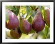 Pear (Pyrus Glou Morceau), Close-Up Of Purple Fruits Growing On The Tree by Susie Mccaffrey Limited Edition Print