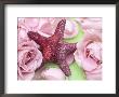 Pink Roses (Rosa) With Water Droplets Arranged On Green Background With Deep Pink / Purple Starfish by Linda Burgess Limited Edition Print