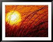 Sun Rising Through Grass, Fl by Jeff Greenberg Limited Edition Print