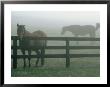 Horses In Fog, Chesapeake City, Md by Henry Horenstein Limited Edition Pricing Art Print