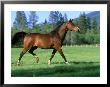 Arabian Horse, Running Montana by Alan And Sandy Carey Limited Edition Print