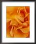 Rosa Tennessee Close-Up Of Orange Flower by Steven Knights Limited Edition Print