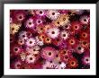 Asters by Stuart Westmoreland Limited Edition Print