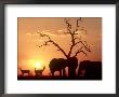 African Elephant, With Impala At Waterhole At Sunset, Botswana by Richard Packwood Limited Edition Print