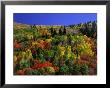 Trees With Fall Foliage by Richard Stockton Limited Edition Pricing Art Print