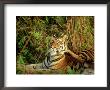 Tiger, Scratching, India by Satyendra K. Tiwari Limited Edition Pricing Art Print