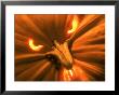 Close-Up Of Jack O'lantern by Shmuel Thaler Limited Edition Pricing Art Print