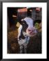 Cow With Tongue Sticking Out, Arizona by Holly Kuper Limited Edition Print