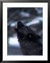 Wolf Howling, Canis Lupus, Mn by Robert Franz Limited Edition Pricing Art Print