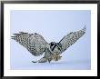 Hawk Owl, Pouncing On Prey In Snow, Finland by David Tipling Limited Edition Print