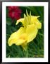 Canna (Yellow Sport), Close-Up Of Flower by Mark Bolton Limited Edition Print