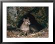 Mountain Lion, Female At Den, Usa by Mary Plage Limited Edition Pricing Art Print