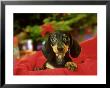 Dachshund Puppy, Usa by Alan And Sandy Carey Limited Edition Pricing Art Print