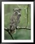 Great Horned Owl In Tree, Canada by Ralph Reinhold Limited Edition Pricing Art Print