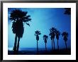 Silhouetted Palm Trees, Santa Monica, Ca by Josh Mitchell Limited Edition Print