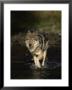 Limber Wolf Running Through River, Canis Lupus by Robert Franz Limited Edition Print