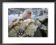 Japanese Macaques Or Snow Monkeys, Adult In Foreground With Arms Extended On Rock, Honshu, Japan by Roy Toft Limited Edition Print