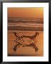 Silhouette Of Woman In Beach Chair On The Beach by Mitch Diamond Limited Edition Print