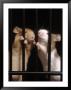 Two Mice Behind Bars by Rudi Von Briel Limited Edition Print
