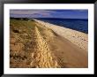 Bluff Above Maguire Landing, Cape Cod, Ma by Jeff Greenberg Limited Edition Print