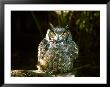 Great Horned Owl by Jerry Koontz Limited Edition Print