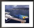 Parrot With Basseterre Bay In Background, St. Kitts by Jeff Greenberg Limited Edition Print