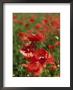 Red Poppy Field by Henryk T. Kaiser Limited Edition Pricing Art Print
