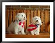 Maltese Dogs Wearing The American Flag by Karen M. Romanko Limited Edition Print