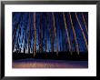 Aspen Forest In Winter Near Anchorage, Usa by Daniel Cox Limited Edition Print