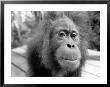 Female Orangutan, North Sumatra, Indonesia by Bonnie Kamin Limited Edition Print