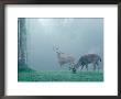 Two Deer Surrounded By Mist by Chip Henderson Limited Edition Print