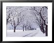 Maple Tree Grove In Winter, One Of Four Seasons by Ken Wardius Limited Edition Pricing Art Print