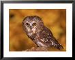 Saw-Whet Owl On Tree Stump by Russell Burden Limited Edition Print