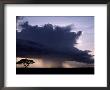 Rain Squall And Acacia Tree, Kenya by Michele Burgess Limited Edition Print