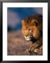 African Lion by Stuart Westmoreland Limited Edition Print