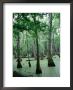 Cypress Swamp, Ms by Dennis Macdonald Limited Edition Print